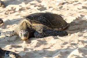 Green Sea Turtles on Hookipa Beach   Maui Hawaii 4289